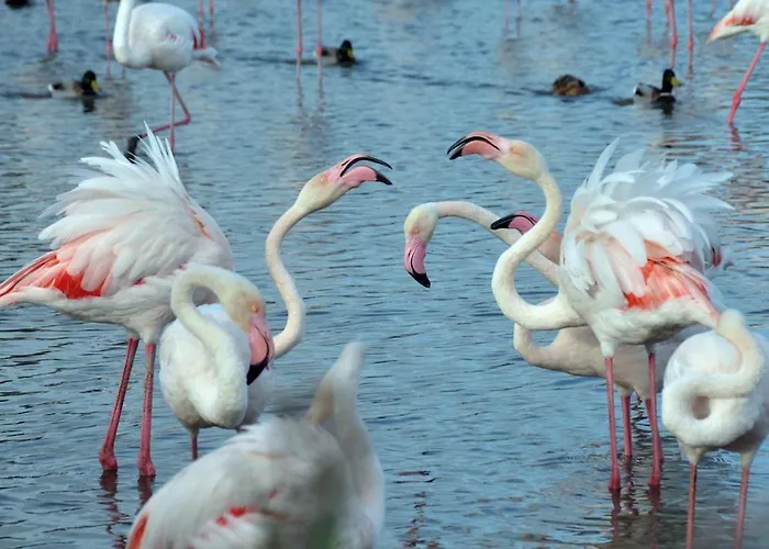 Les Bastides De La - Entre Et Pinede 別荘 *